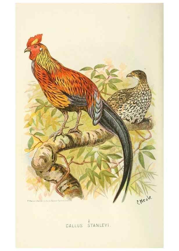 Reproducción/Reproduction 49785193723: Indian sporting birds /. London :Francis Edwards,1915.. 