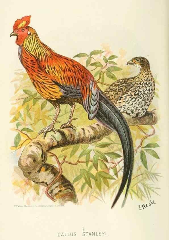 Reproducción/Reproduction 49785193723: Indian sporting birds /. London :Francis Edwards,1915.. 