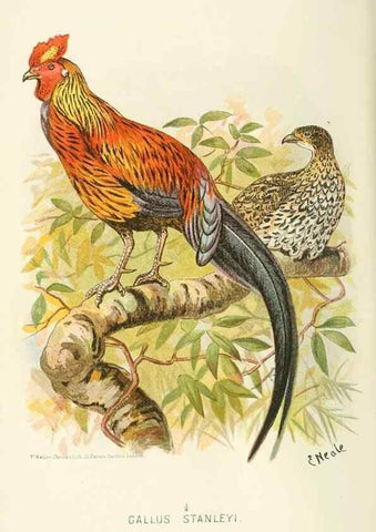 Reproducción/Reproduction 49785193723: Indian sporting birds /. London :Francis Edwards,1915.. 