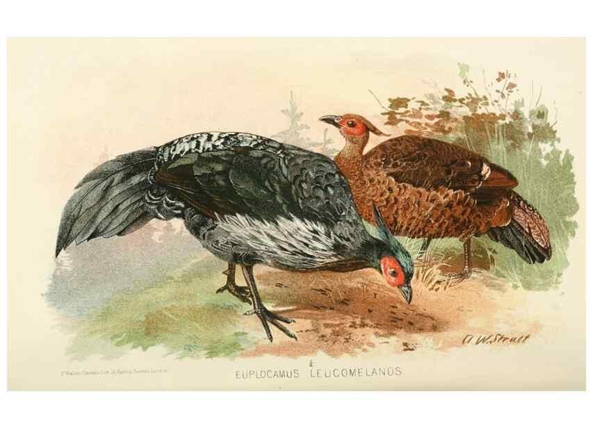 Reproducción/Reproduction 49785730136: Indian sporting birds /. London :Francis Edwards,1915.. 