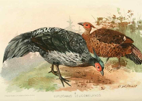 Reproducción/Reproduction 49785730136: Indian sporting birds /. London :Francis Edwards,1915.. 