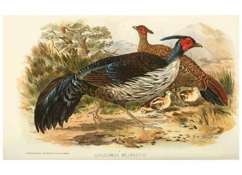 Reproducción/Reproduction 49786052477: Indian sporting birds /. London :Francis Edwards,1915.. 