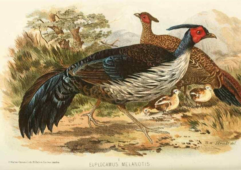 Reproducción/Reproduction 49786052477: Indian sporting birds /. London :Francis Edwards,1915.. 