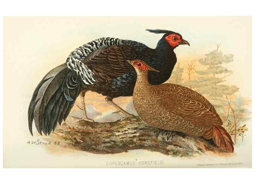 Reproducción/Reproduction 49785195063: Indian sporting birds /. London :Francis Edwards,1915.. 