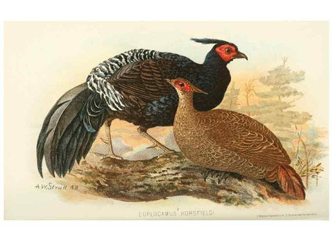 Reproducción/Reproduction 49785195063: Indian sporting birds /. London :Francis Edwards,1915.. 
