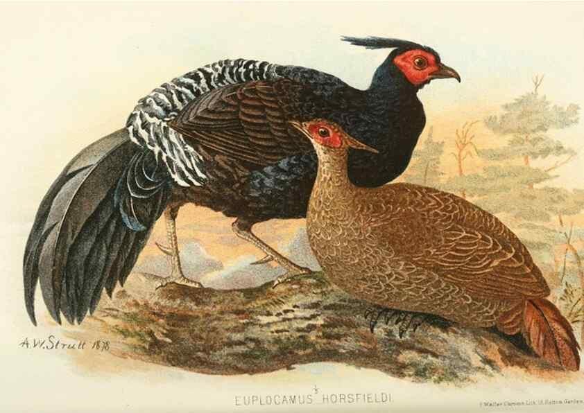 Reproducción/Reproduction 49785195063: Indian sporting birds /. London :Francis Edwards,1915.. 