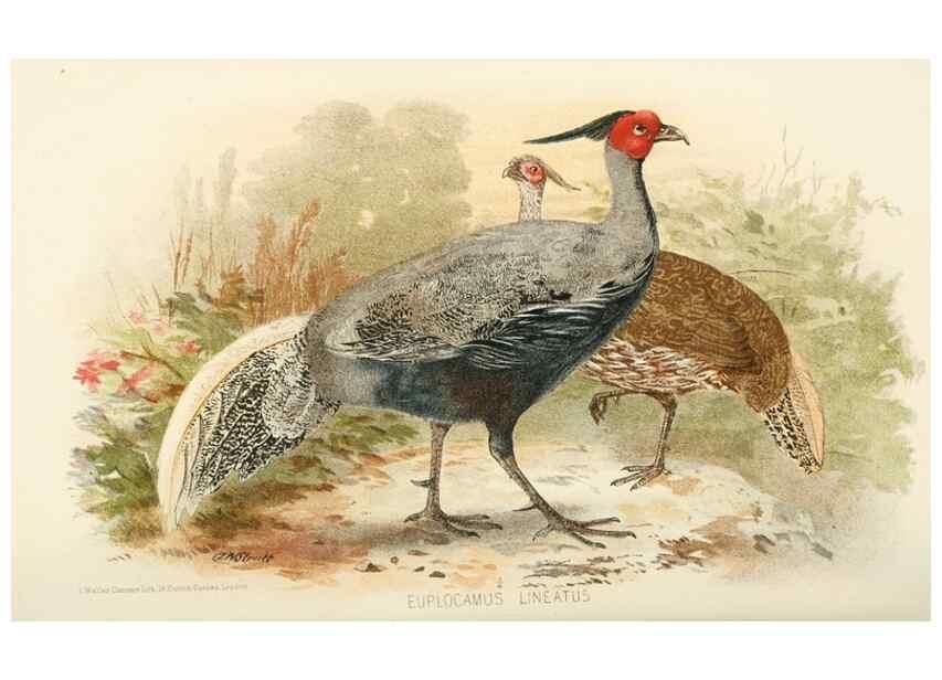 Reproducción/Reproduction 49786053252: Indian sporting birds /. London :Francis Edwards,1915.. 