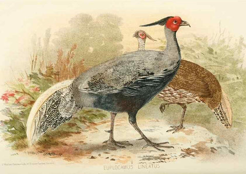 Reproducción/Reproduction 49786053252: Indian sporting birds /. London :Francis Edwards,1915.. 