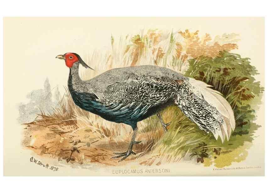 Reproducción/Reproduction 49785196003: Indian sporting birds /. London :Francis Edwards,1915.. 