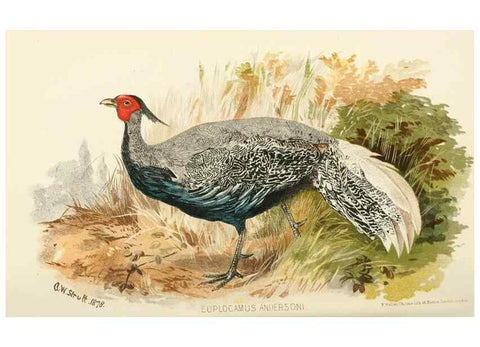 Reproducción/Reproduction 49785196003: Indian sporting birds /. London :Francis Edwards,1915.. 