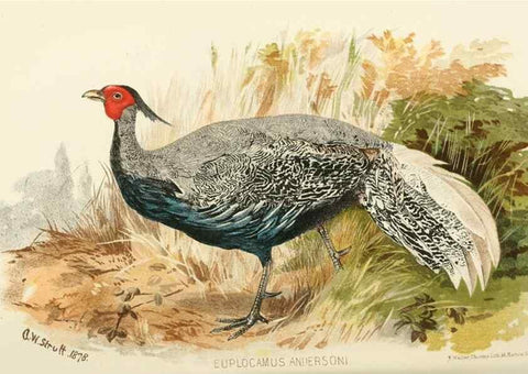 Reproducción/Reproduction 49785196003: Indian sporting birds /. London :Francis Edwards,1915.. 