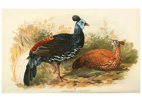 Reproducción/Reproduction 49785196683: Indian sporting birds /. London :Francis Edwards,1915.. 