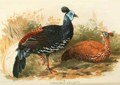 Reproducción/Reproduction 49785196683: Indian sporting birds /. London :Francis Edwards,1915.. 