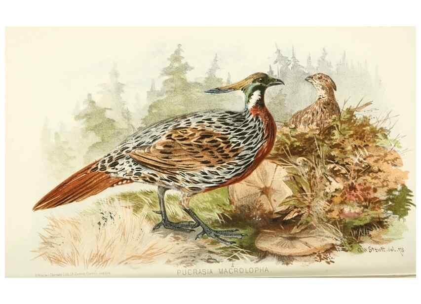Reproducción/Reproduction 49785733056: Indian sporting birds /. London :Francis Edwards,1915.. 