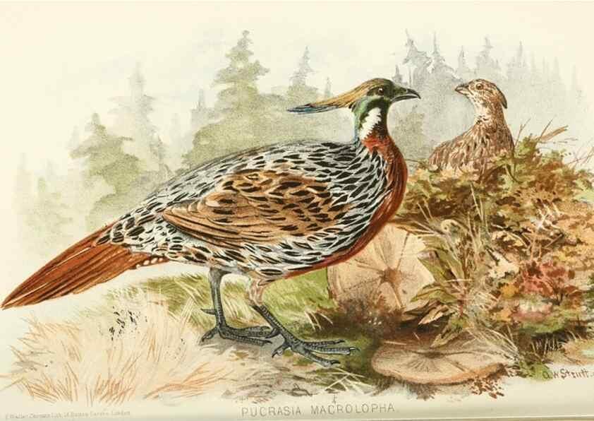 Reproducción/Reproduction 49785733056: Indian sporting birds /. London :Francis Edwards,1915.. 