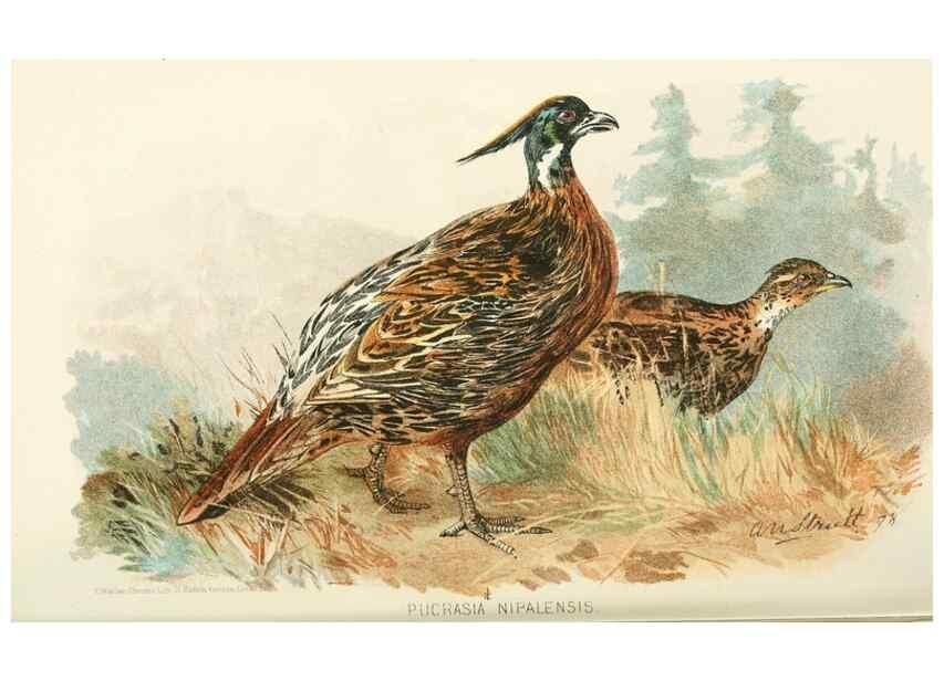 Reproducción/Reproduction 49785733691: Indian sporting birds /. London :Francis Edwards,1915.. 