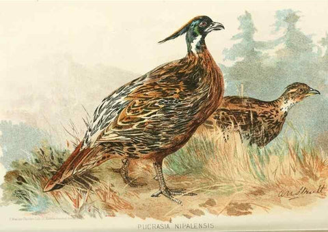 Reproducción/Reproduction 49785733691: Indian sporting birds /. London :Francis Edwards,1915.. 