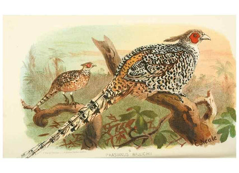 Reproducción/Reproduction 49786056432: Indian sporting birds /. London :Francis Edwards,1915.. 