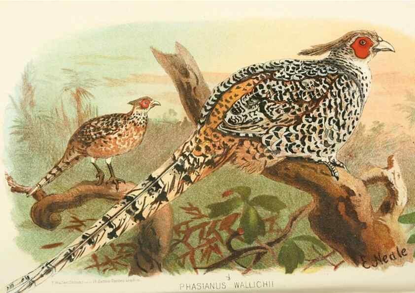 Reproducción/Reproduction 49786056432: Indian sporting birds /. London :Francis Edwards,1915.. 