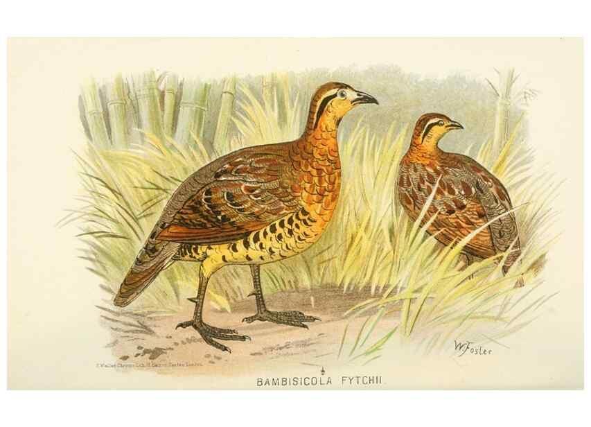 Reproducción/Reproduction 49785734866: Indian sporting birds /. London :Francis Edwards,1915.. 