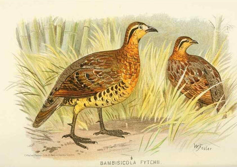 Reproducción/Reproduction 49785734866: Indian sporting birds /. London :Francis Edwards,1915.. 