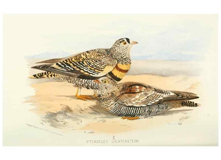 Reproducción/Reproduction 49785727066: Indian sporting birds /. London :Francis Edwards,1915.. 