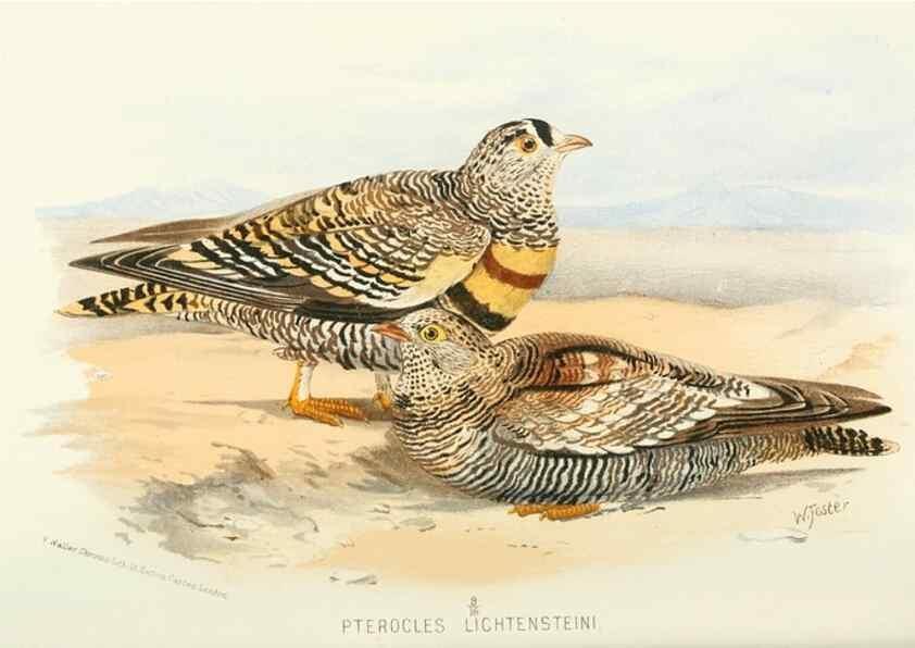Reproducción/Reproduction 49785727066: Indian sporting birds /. London :Francis Edwards,1915.. 
