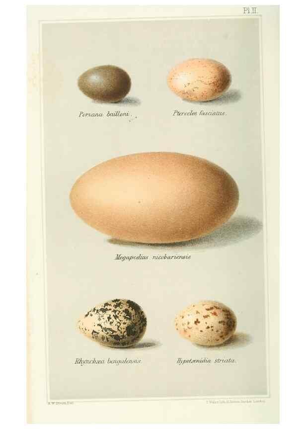 Reproducción/Reproduction 49785190658: Indian sporting birds /. London :Francis Edwards,1915.. 