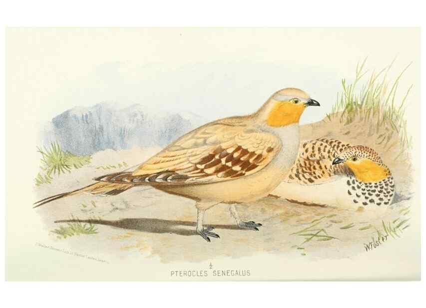 Reproducción/Reproduction 49785726366: Indian sporting birds /. London :Francis Edwards,1915.. 