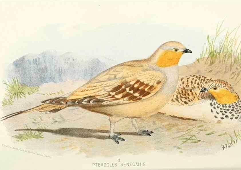 Reproducción/Reproduction 49785726366: Indian sporting birds /. London :Francis Edwards,1915.. 