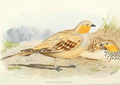 Reproducción/Reproduction 49785726366: Indian sporting birds /. London :Francis Edwards,1915.. 