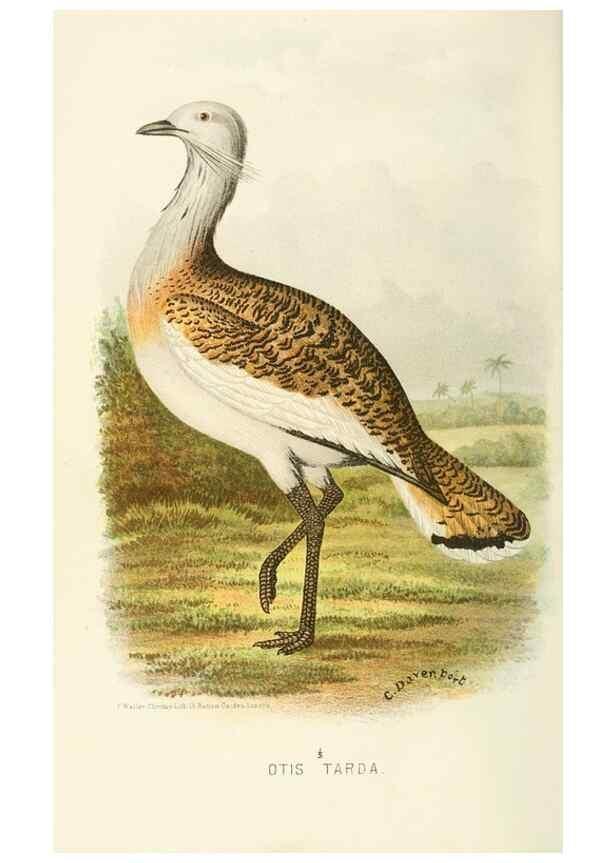 Reproducción/Reproduction 49786047817: Indian sporting birds /. London :Francis Edwards,1915.. 