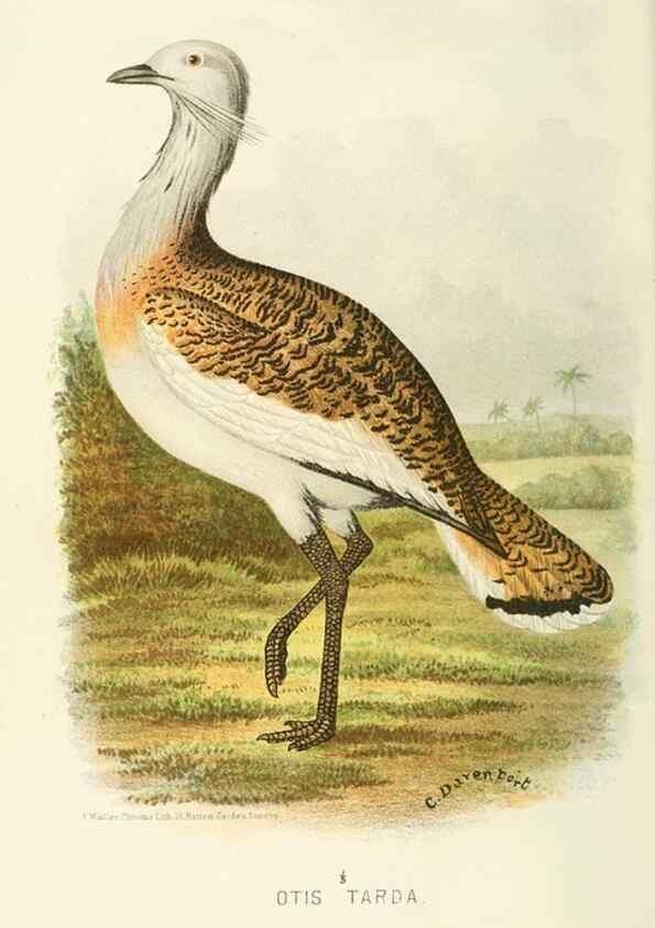 Reproducción/Reproduction 49786047817: Indian sporting birds /. London :Francis Edwards,1915.. 