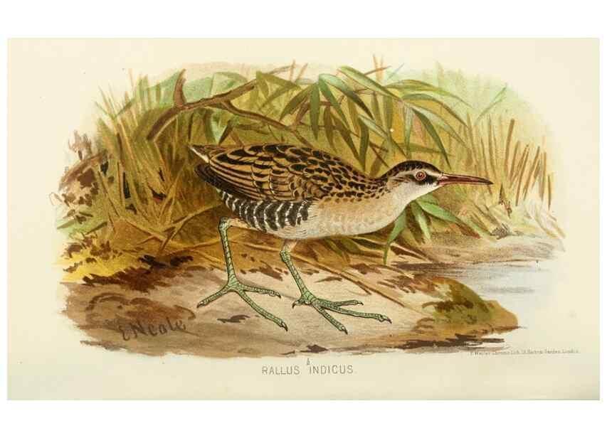 Reproducción/Reproduction 49785181343: Indian sporting birds /. London :Francis Edwards,1915.. 