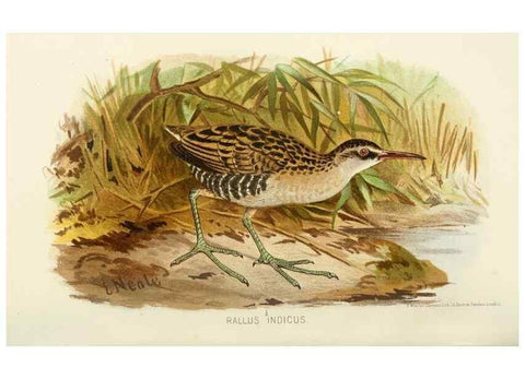 Reproducción/Reproduction 49785181343: Indian sporting birds /. London :Francis Edwards,1915.. 