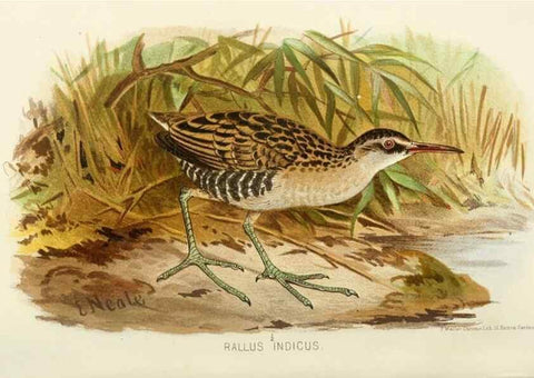 Reproducción/Reproduction 49785181343: Indian sporting birds /. London :Francis Edwards,1915.. 