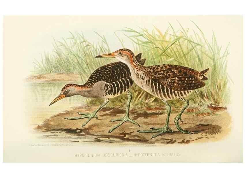 Reproducción/Reproduction 49785717811: Indian sporting birds /. London :Francis Edwards,1915.. 