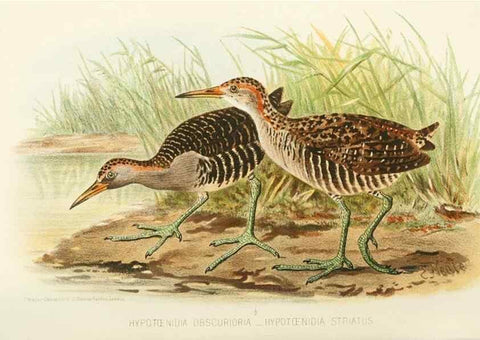 Reproducción/Reproduction 49785717811: Indian sporting birds /. London :Francis Edwards,1915.. 