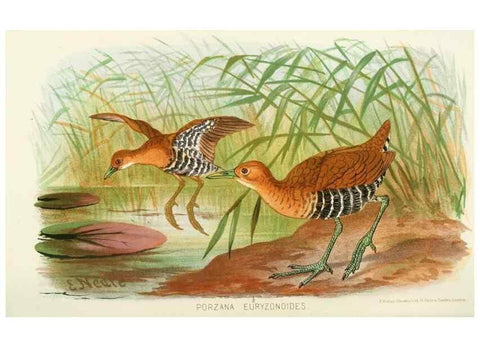 Reproducción/Reproduction 49785718416: Indian sporting birds /. London :Francis Edwards,1915.. 
