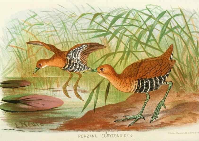 Reproducción/Reproduction 49785718416: Indian sporting birds /. London :Francis Edwards,1915.. 