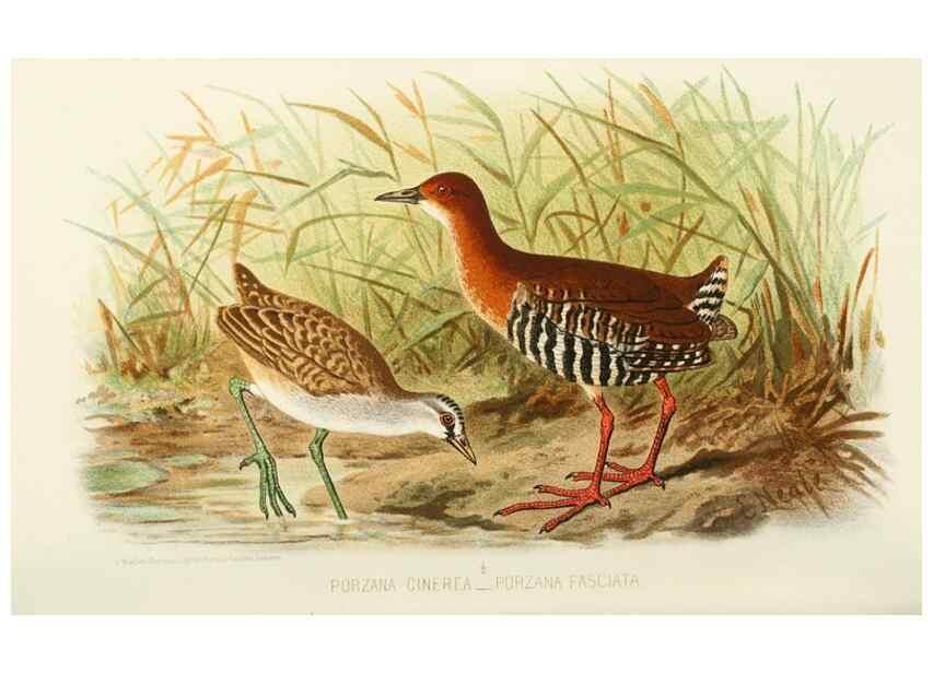 Reproducción/Reproduction 49785719021: Indian sporting birds /. London :Francis Edwards,1915.. 