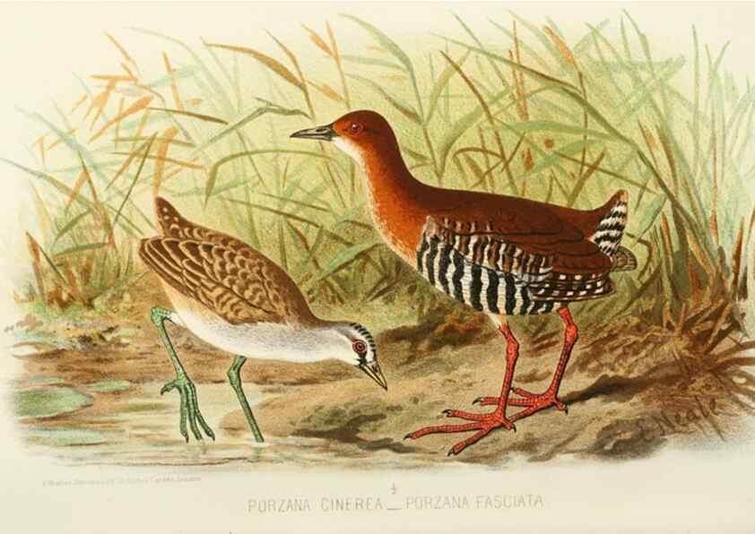 Reproducción/Reproduction 49785719021: Indian sporting birds /. London :Francis Edwards,1915.. 
