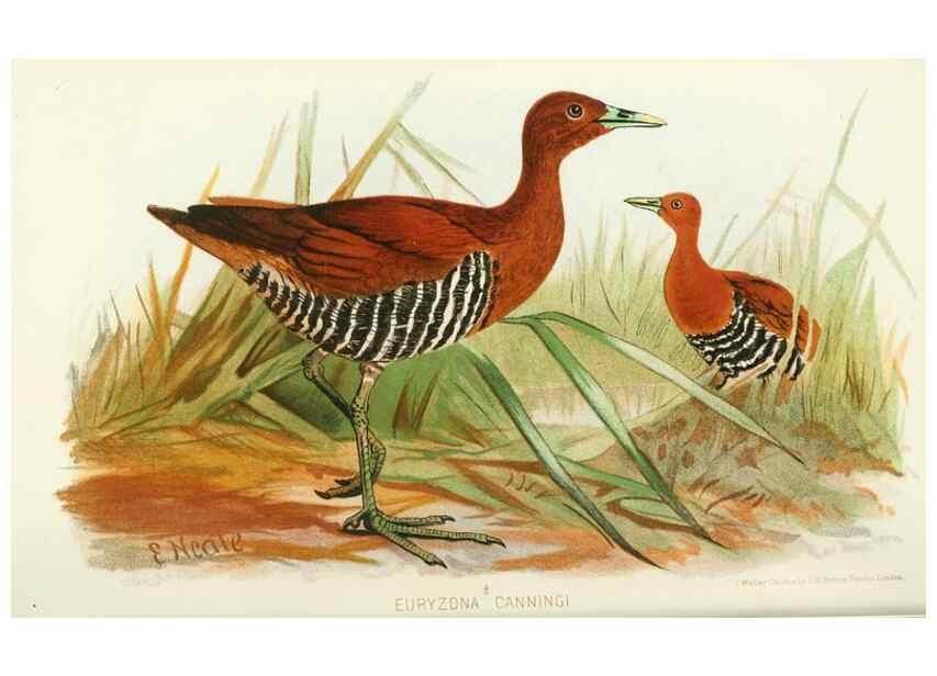 Reproducción/Reproduction 49785719651: Indian sporting birds /. London :Francis Edwards,1915.. 