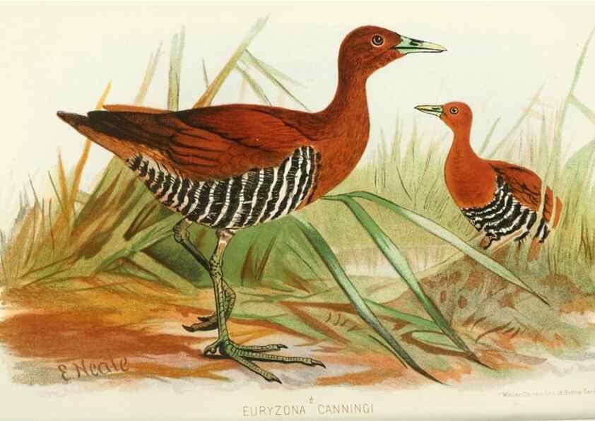 Reproducción/Reproduction 49785719651: Indian sporting birds /. London :Francis Edwards,1915.. 
