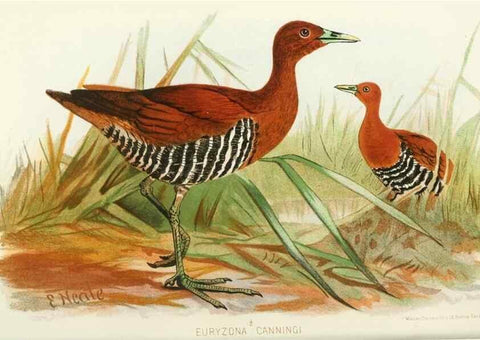 Reproducción/Reproduction 49785719651: Indian sporting birds /. London :Francis Edwards,1915.. 