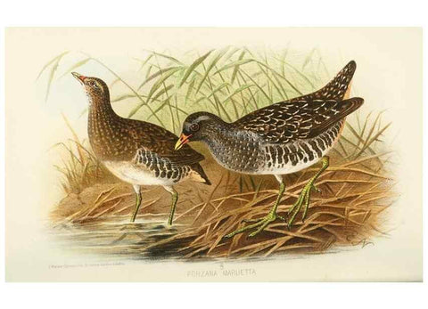 Reproducción/Reproduction 49785720051: Indian sporting birds /. London :Francis Edwards,1915.. 