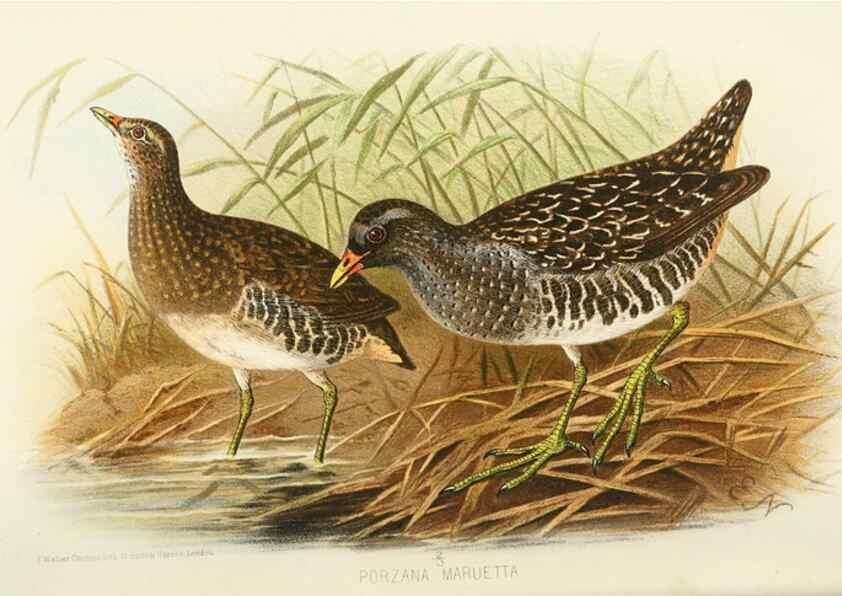 Reproducción/Reproduction 49785720051: Indian sporting birds /. London :Francis Edwards,1915.. 
