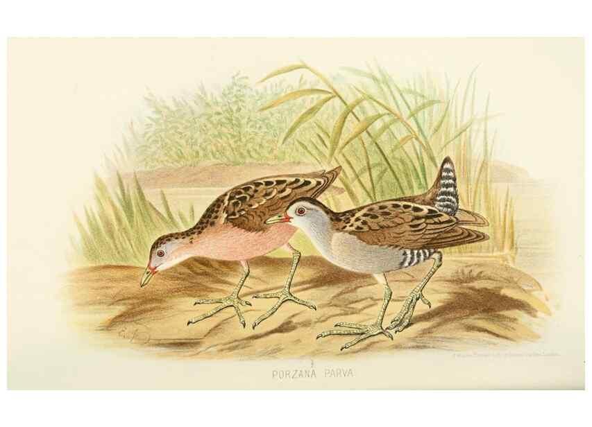 Reproducción/Reproduction 49785720446: Indian sporting birds /. London :Francis Edwards,1915.. 