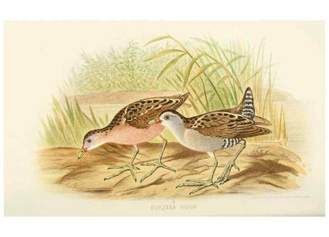 Reproducción/Reproduction 49785720446: Indian sporting birds /. London :Francis Edwards,1915.. 