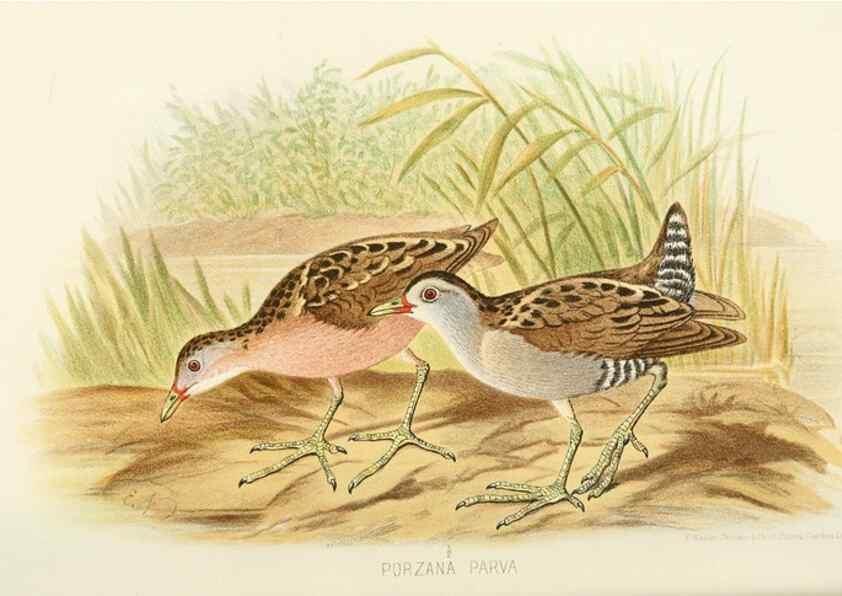 Reproducción/Reproduction 49785720446: Indian sporting birds /. London :Francis Edwards,1915.. 